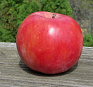 Scarlet Surprise Uncut red apple