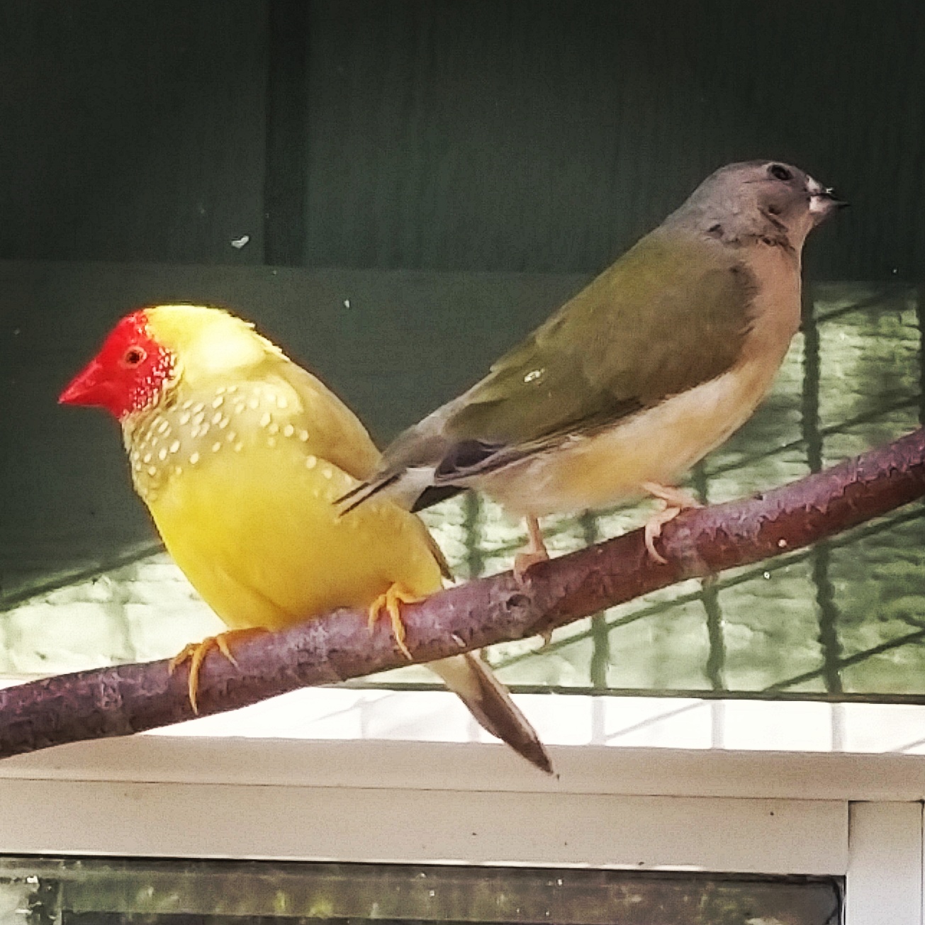 Happy Bird Place Finch and Grasskeet Blog Birds are wintering and resting