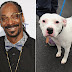 ΕΝΑΣ ΡΑΠΕΡ ΓΙΑ ΕΝΑΝ ΕΓΚΑΤΑΛΕΛΕΙΜΜΕΝΟ ΣΚΥΛΟ! Ο Snoop Dogg προσφέρθηκε να υιοθετήσει τον σκύλο που βρέθηκε στον δρόμο...