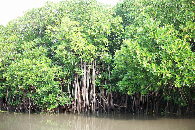 Pichavaram Mangrove (Cuddalore Tamil Nadu) My Travelogue Indian