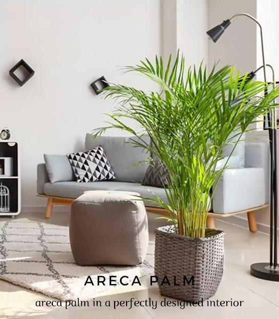 top three long living indoor plants for home decor