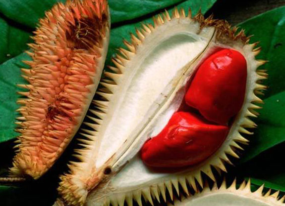 Durian Merah, Yes It Is Red Durians, Weird but Kelihatan Lazat