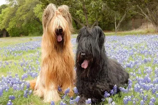 Top 8 Shaggy dog breeds