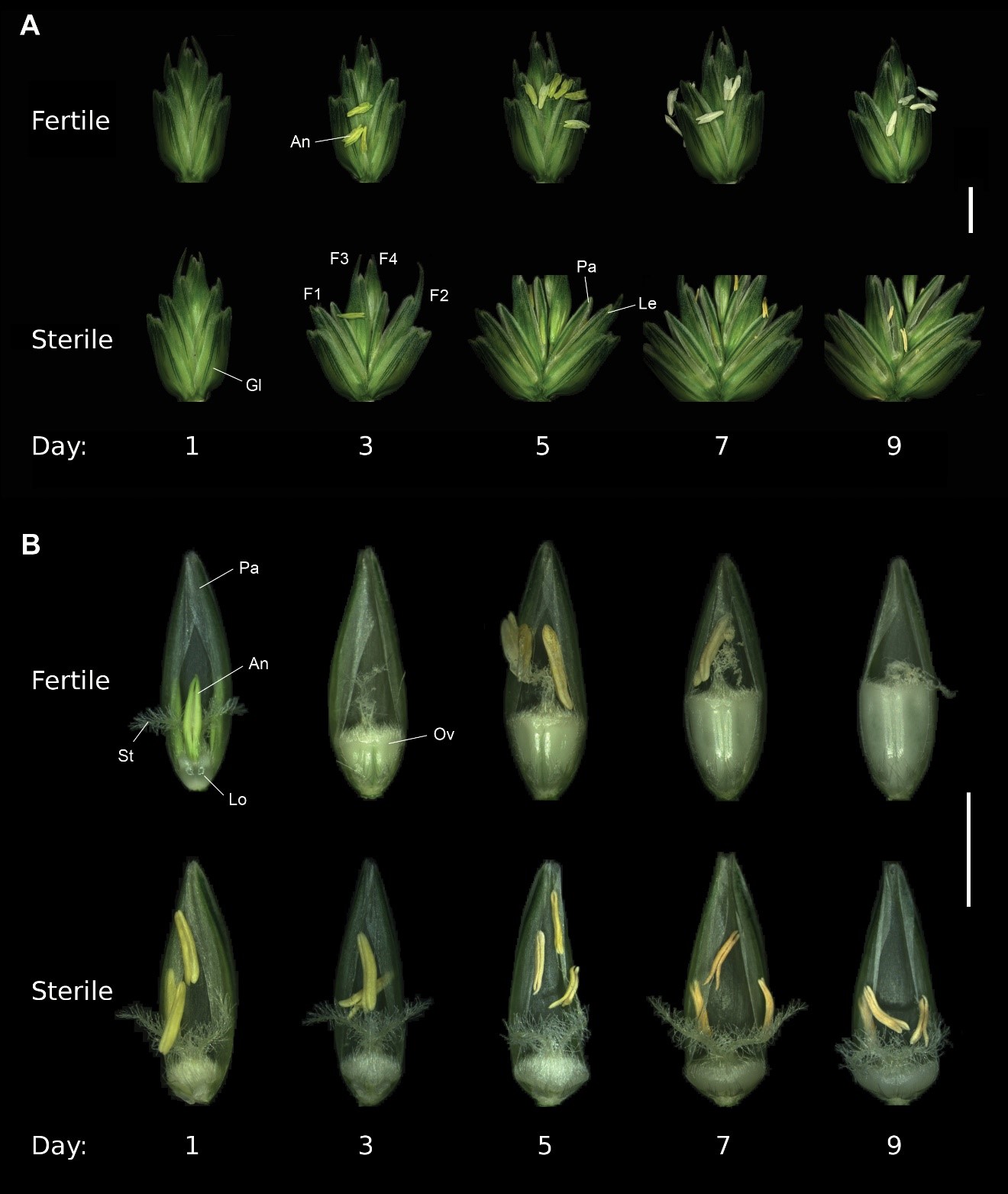 https://1.bp.blogspot.com/-lZ_n72682m0/XvOs16OsmpI/AAAAAAAADag/U-j1EwL_DNM4ZwY7qT2FDeztd058UE8wQCLcBGAsYHQ/s1600/wheat-spikelets-and-florets.jpg