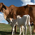 Vaca dá à luz bezerros gêmeos em propriedade rural de São João do Caiuá