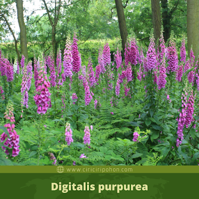 Digitalis purpurea