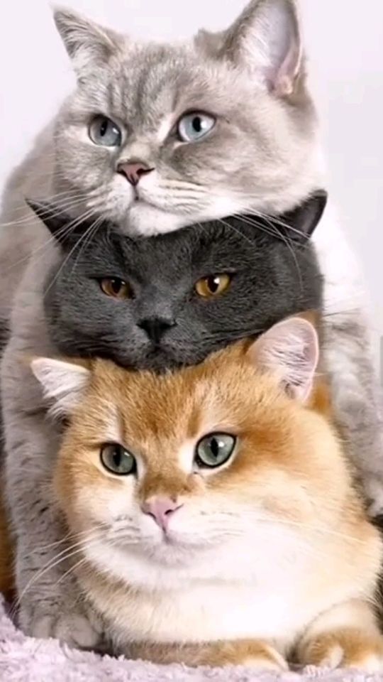 √ Wallpaper Kucing Lucu Untuk Kamu Koleksi Sekarang Juga - Anidraw