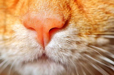 alt="nariz de gato, comunicaion olfativa"