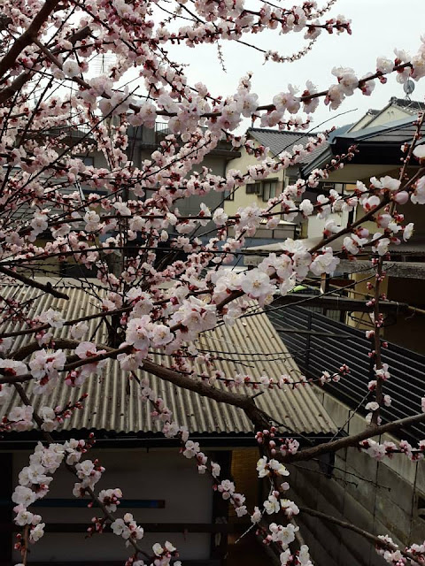 Early Sakura Bloom at Arashiyama Kyoto