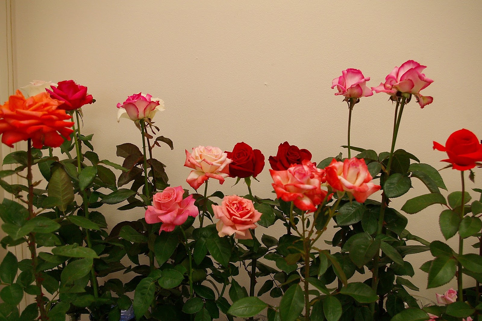 PRS Rose Show Pensacola Rose Society