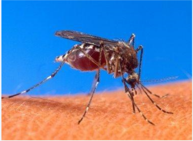 Jogos Olímpicos podem atrair 20 vírus transmitidos pelo Aedes aegypti ao Brasil