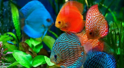 Ikan discus