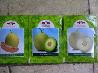 Benih, Bibit, Melon, Harga Murah, Diora, Amanta, Orange Meta, Harga Murah, Cepat Panen, Tahan Virus