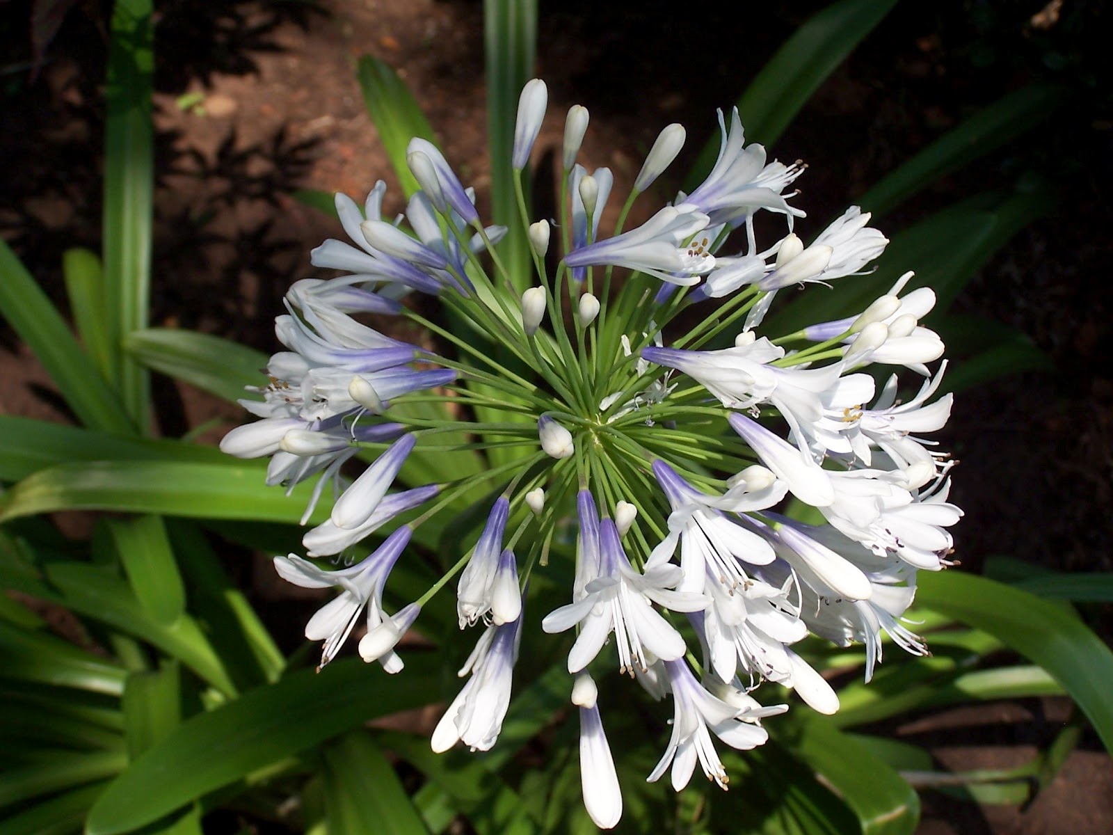 What's Blooming Agapanthus