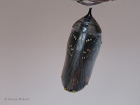 Monarch chrysalis, 30 minutes  before emerging, front view - © Denise Motard
