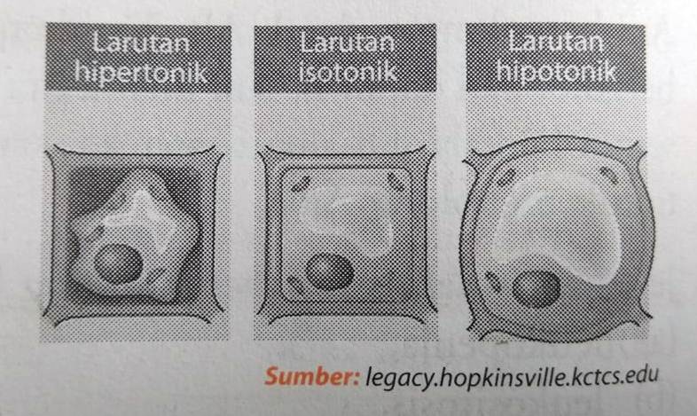 Perhatikan Gambar Yang Menunjukan Keadaan Sel Tumbuhan Jika Berada Pada Lingkungan Yang Berbeda Beda Hipetonik Isotonik Hipotonik Berikut Ini Prediksi Keadaan Sel Yang Paling Sesuai Secara Berurutan Adalah Blog Pak Pandani