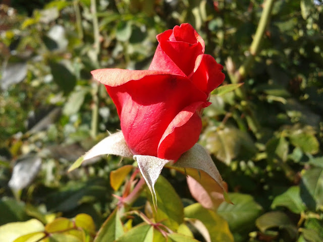 rosas naturales rojas
