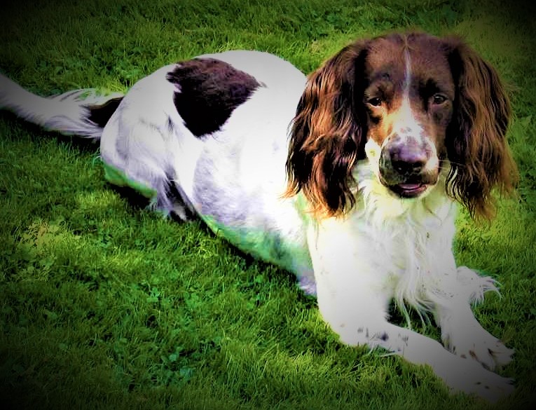 English Springer Spaniel dog history, characteristics of the breed