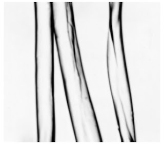 Longitudinal View-500X - Cotton fibre (mercerized)