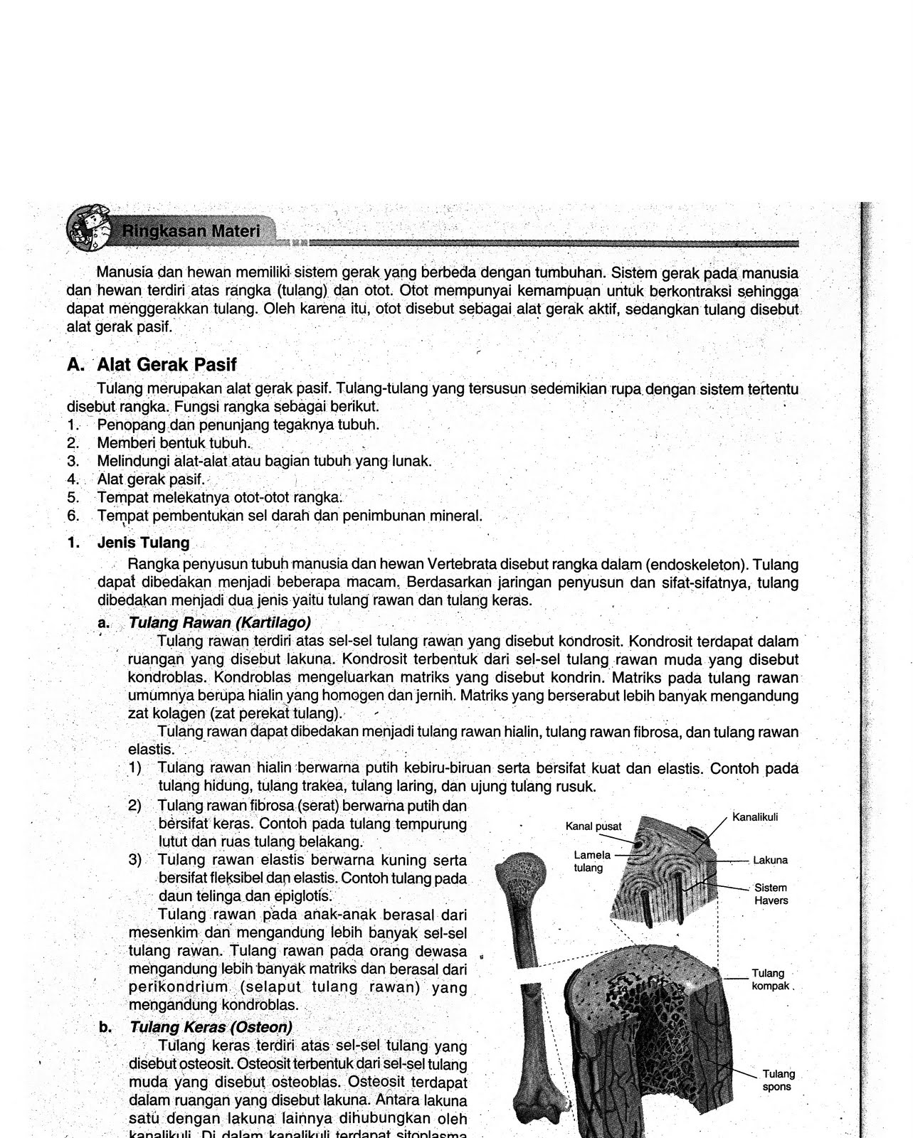 BIOLOGI GONZAGA: SISTEM GERAK SEDERHANA