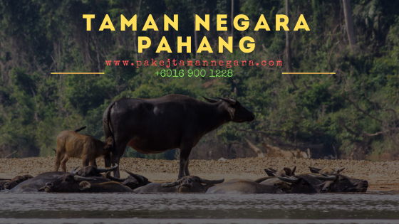 Pakej taman negara kuala tahan pahang 2021