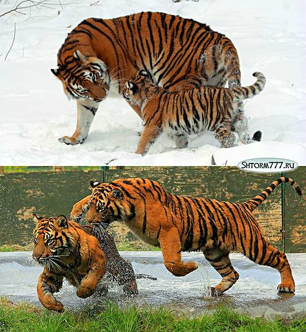 Вес уссурийского тигра. Средняя масса тигра. Вес тигра самца. Амурский тигр длина тела. Вес амурского тигра самца.