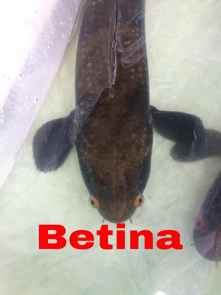 Channa Barca | Cara membedakan jenis kelamin lengkap ...