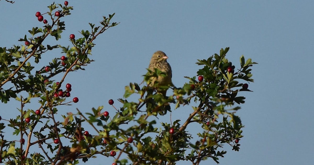 Wanstead Birding The top ten birds of Wanstead 20092018 9