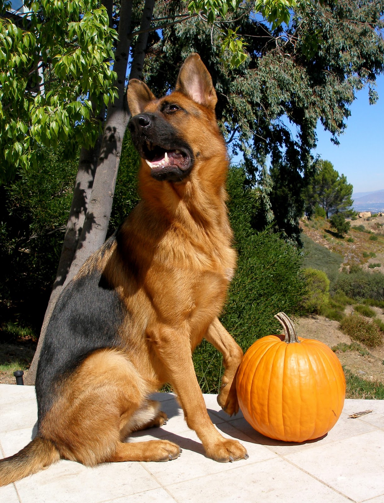 Ka9. Немецкая овчарка 10 месяцев. Щенок немецкой овчарки 3 месяца. Немецкая овчарка 10 месяцев. Немецкая овчарка 10 месеца.