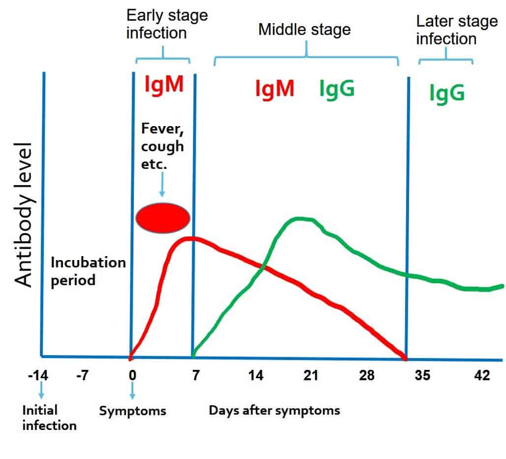 Antibody response against covid-19