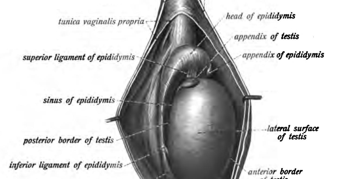 TORSION OF TESTICULAR APPENDIX Pocket urology
