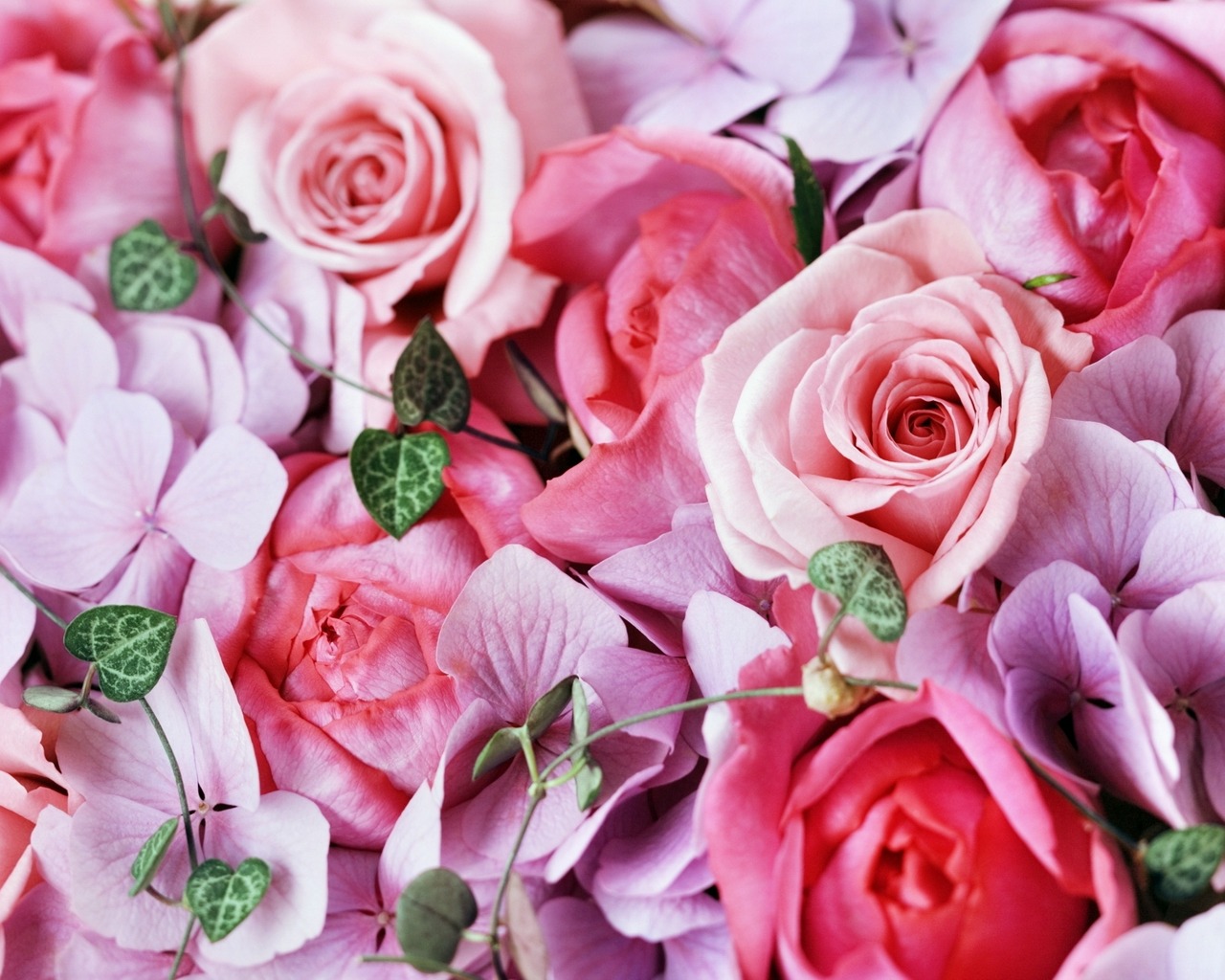 hd wallpapers 2012 Flowers wallpapers for hp laptop