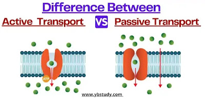 Difference between Active and Passive Transport