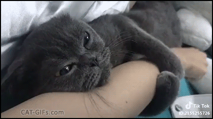Affectionate Cat GIF • Don't leave me keep petting I love ♥ you Mom Affectionate Cat GIF • Don't leave me keep petting I love ♥ you Mom