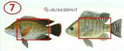 perbedaan ikan nila dan ikan mujair