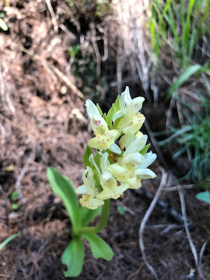 [Orchidaceae] Dactylorhiza sambucina – Elder-flower Orchid (Orchide sambucina).