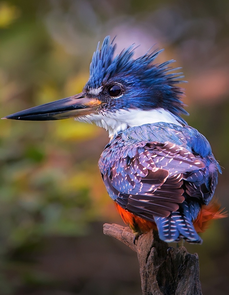 Colorful kingfisher bird.