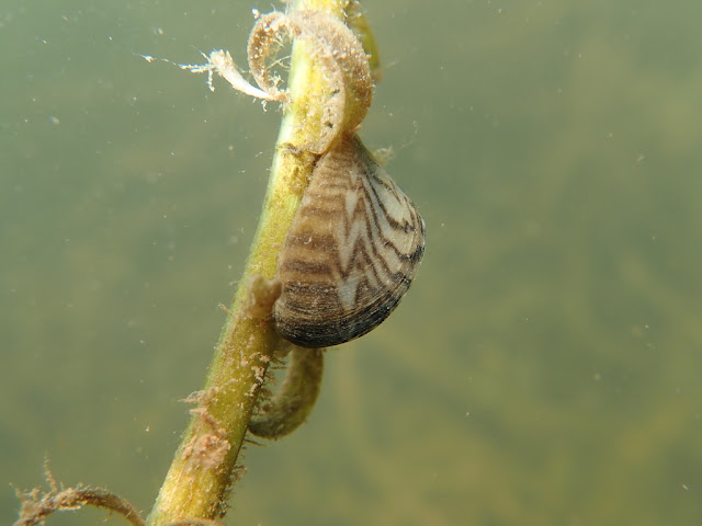 Dreissena polymorpha Dreissena polymorpha