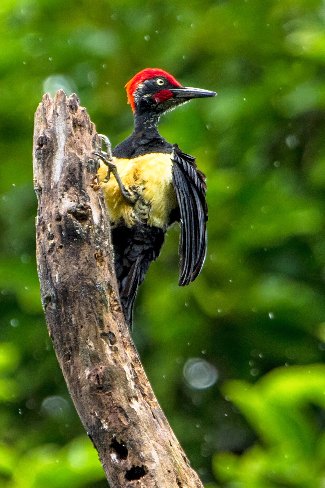Woodpeckers of the World: September 2013