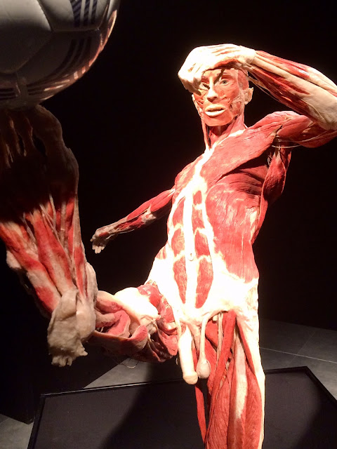 Wystawa Body Worlds & The Cycle of Life