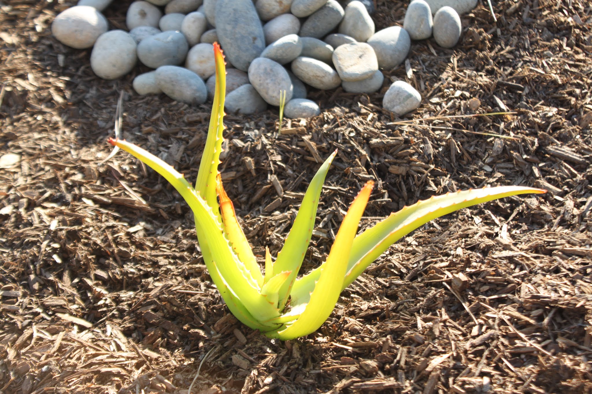 Growing Aloe Vanbalenii
