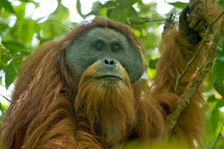 Yetişkin erkek tapanuli orangutanı