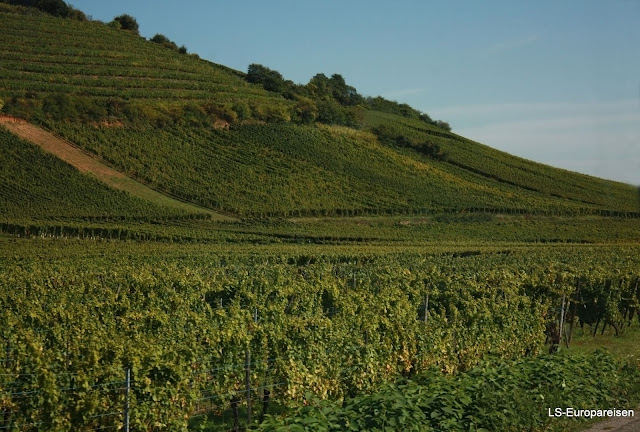 дорога вин Эльзаса, вино, кухня, гастрономия, что посмотреть, куда поехать, рислинг, мускат,Эльзас, Франция