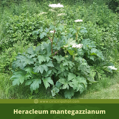 Heracleum mantegazzianum