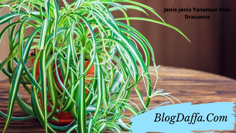 Tanaman hias dracaena Jenis tanaman hias dracaena