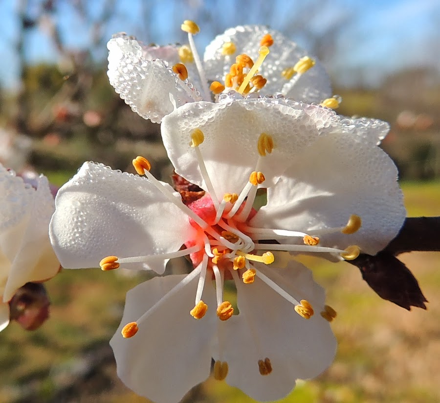 Prunus armeniaca