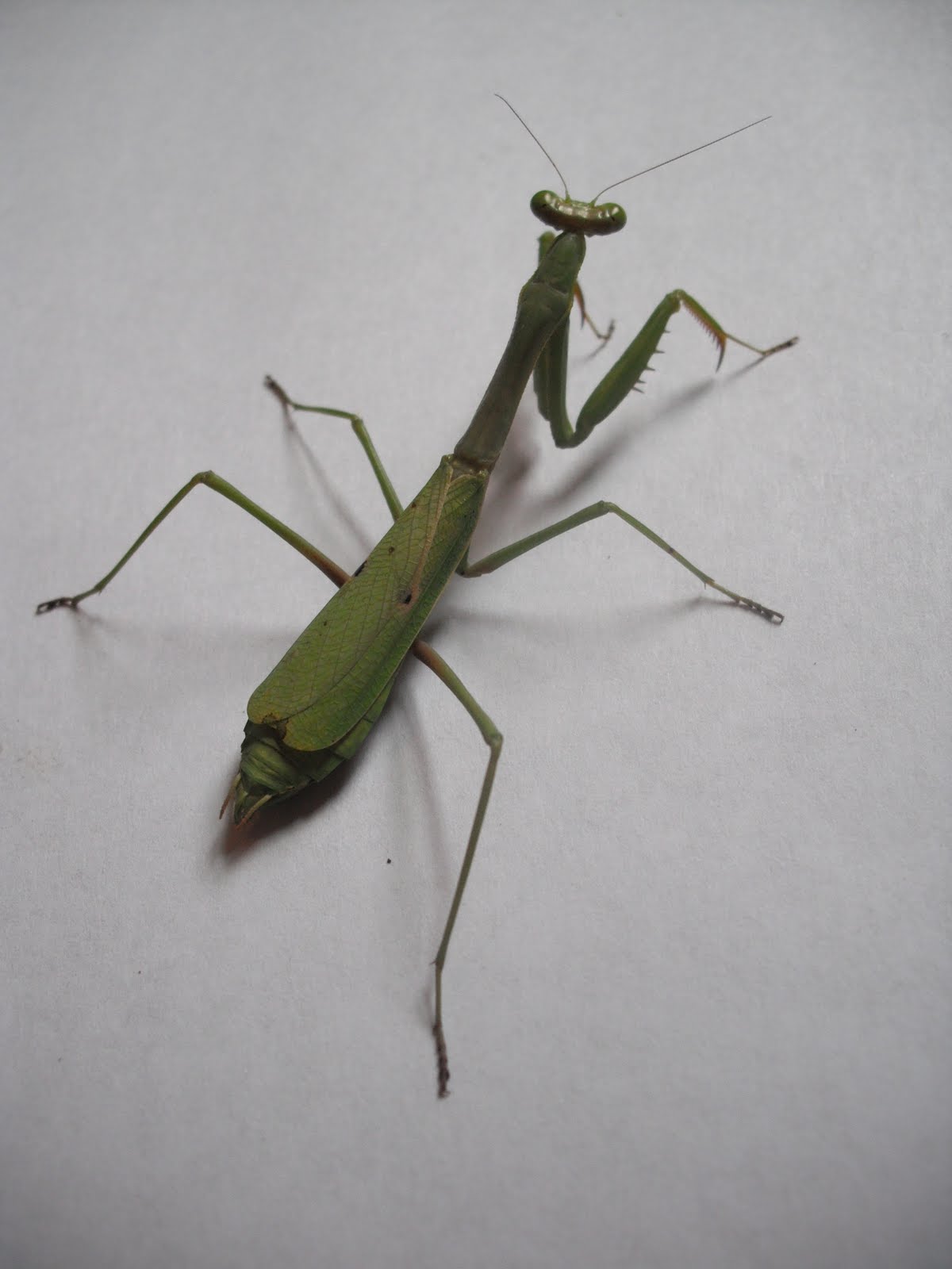 The Insect Blog: Three Mantids of The Southeast