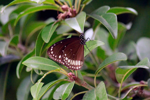 Euploea core or the common Indian crow butterfly Euploea core or the common Indian crow butterfly