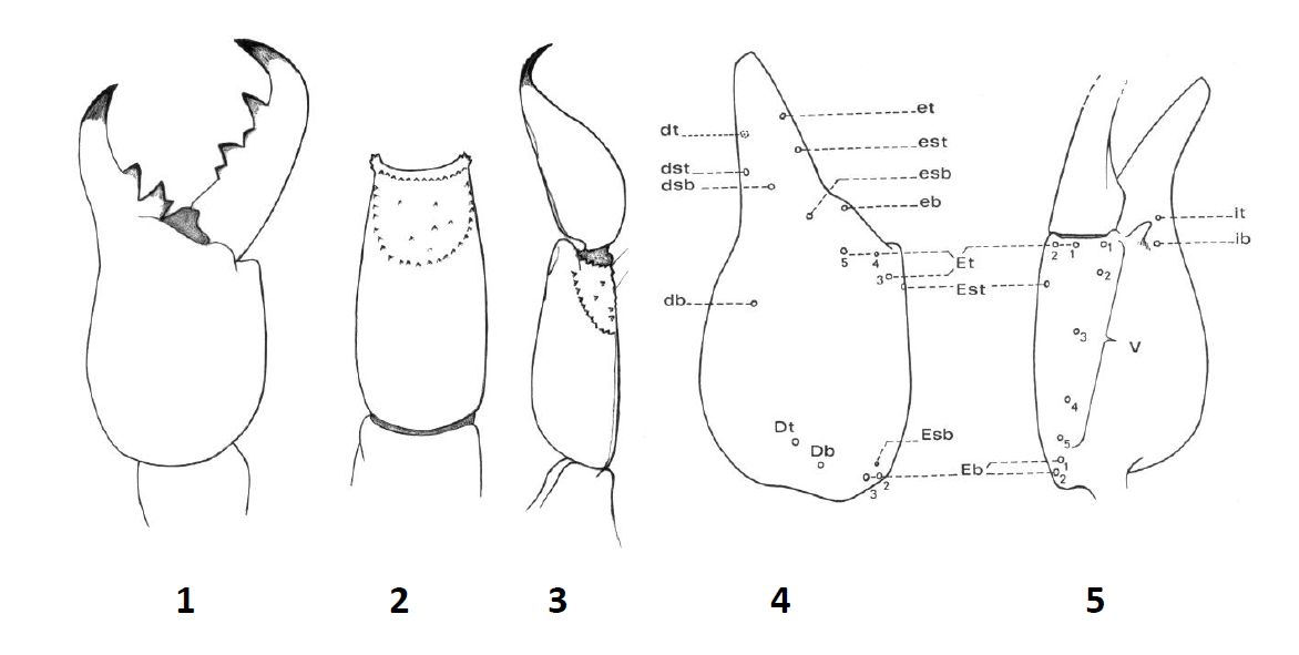 The Scorpion Files Newsblog A new species of Bothriurus from Brazil
