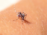 6 Cara Alami Mengatasi Gigitan Nyamuk